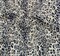 1 Yard Lace Animal Print Fabric/Navy Ivory, 50/52" Wide Lightweight Apparel Lace